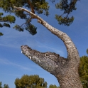 12.03.2011 Montage-Krokodil-Baum-DDD_2688-als-Smart-Objekt-1